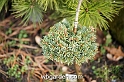 wbgarden dwarf conifers 56